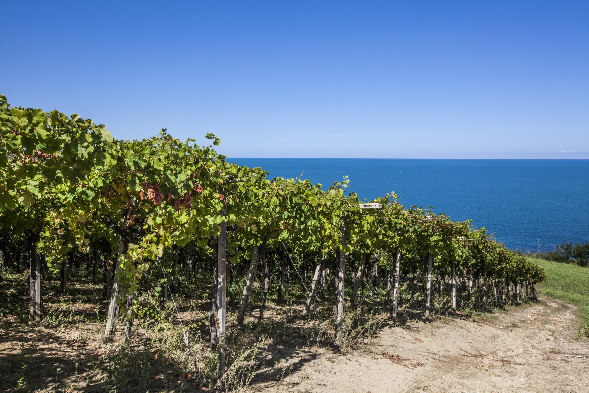 Racconti e storie sui vini d'Abruzzo.... Premio giornalistico del Consorzio tutela regionale