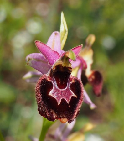 Palena, alla scoperta del paese delle orchidee... 