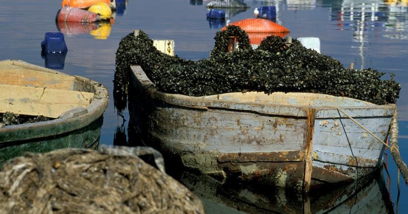 Coronavirus. Abruzzo. 'Emergenza nel comparto pesca: barche ferme e acquacoltura a rischio'