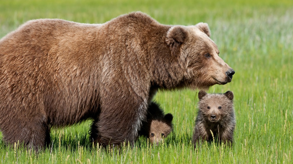 Abruzzo, l'orso marsicano resiste nel Parco nazionale: 11 cuccioli nati nel 2018