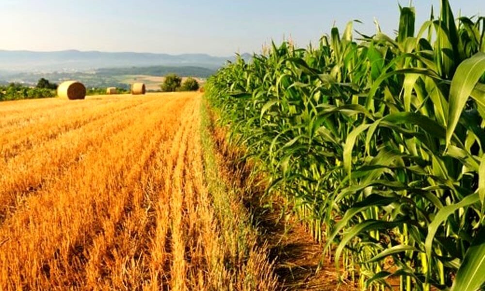 Abruzzo: da Regione sostegni per 13 milioni per giovani imprenditori agricoli