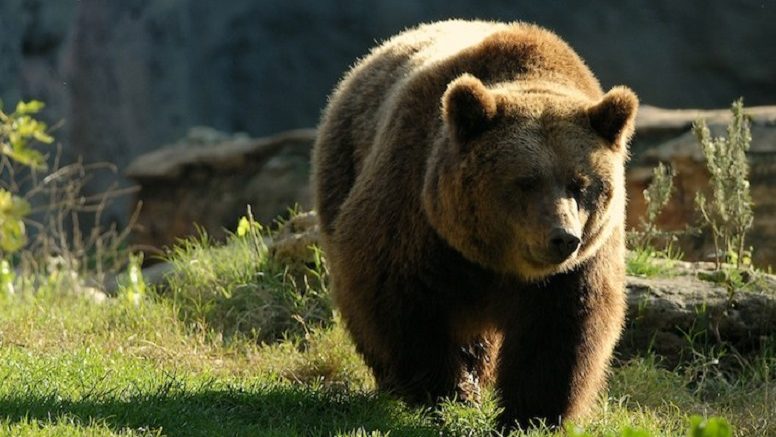 Parco nazionale Abruzzo. L'orsa Barbara ora monitorata con radiocollare