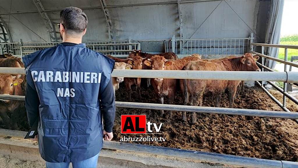 Controlli del Nas in allevamenti e macellerie d'Abruzzo: sequestrati 250 chili di carne