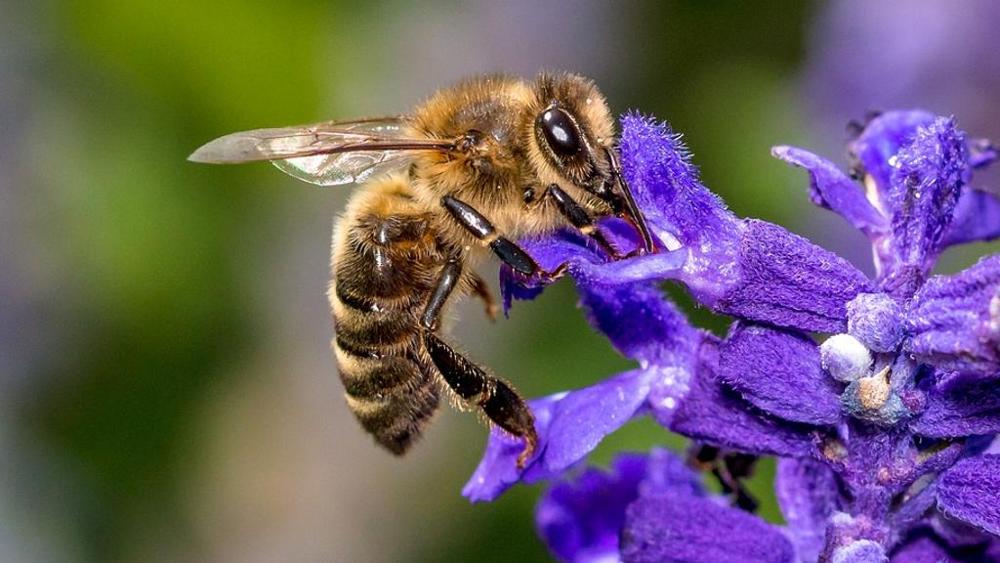 E rubano pure le... api: furti di alveari in Val di Sangro. La denuncia dell'Associazione apicoltori