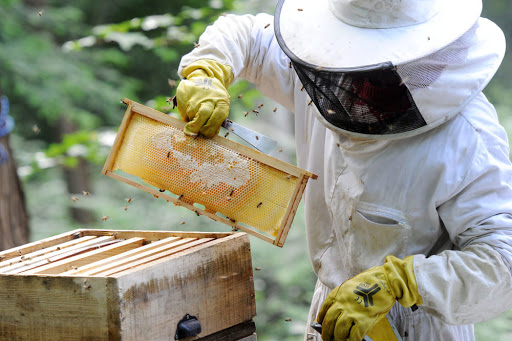 Salute di api e apicoltori: incontro tra imprenditori ed esperti a Rocca San Giovanni