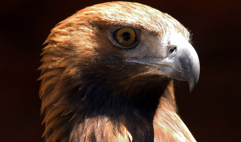 Teramo. 'Progetto zipline in Parco nazionale Gran Sasso mette a rischio aquila reale e falco'
