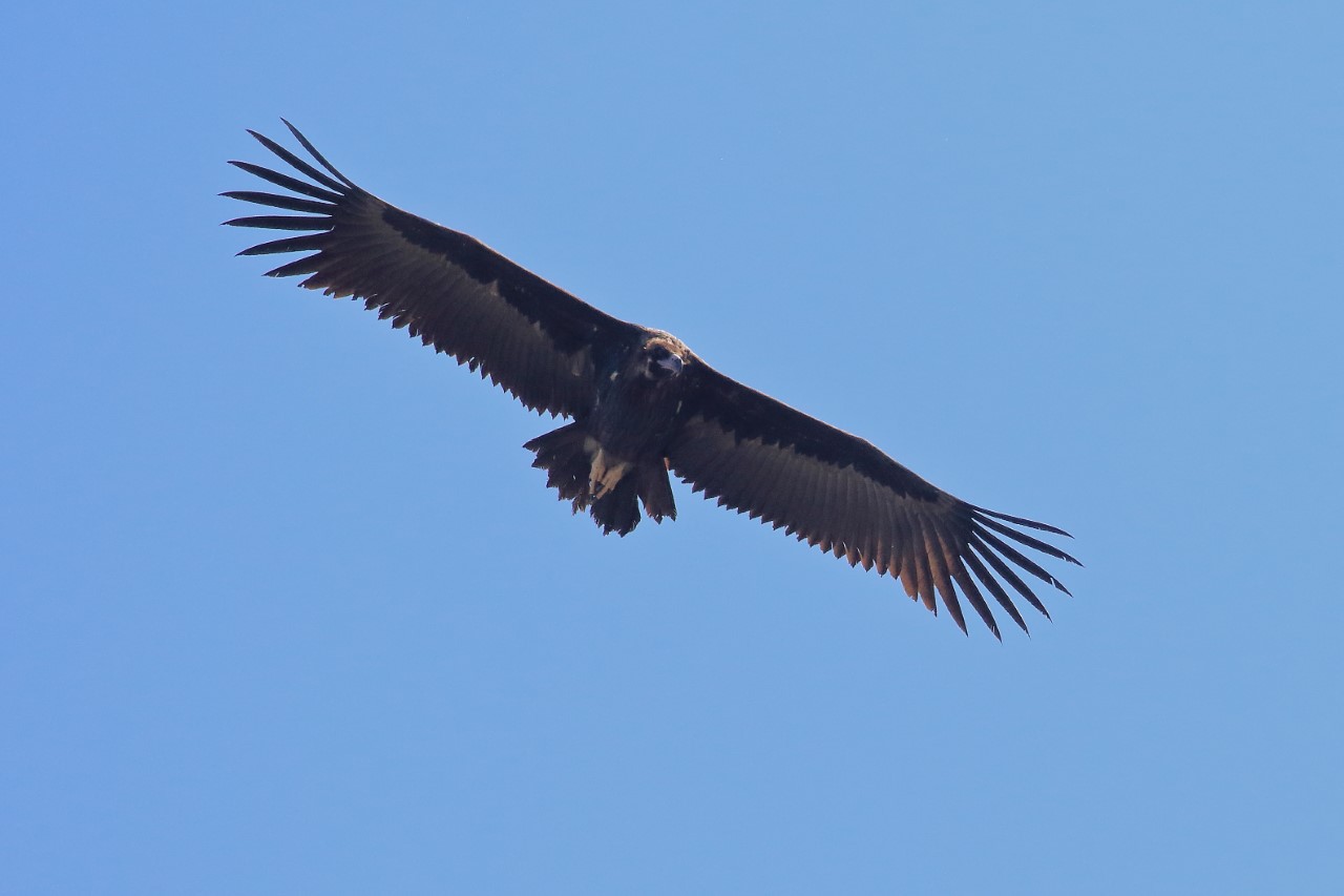 Fotografato in Abruzzo un raro avvoltoio monaco   
