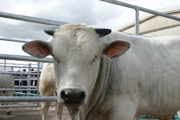 I Nas di Pescara sequestrano centinaia di capi di bestiame nell'Aquilano