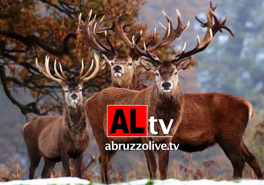 Caccia al cervo in Abruzzo? Il no del Wwf
