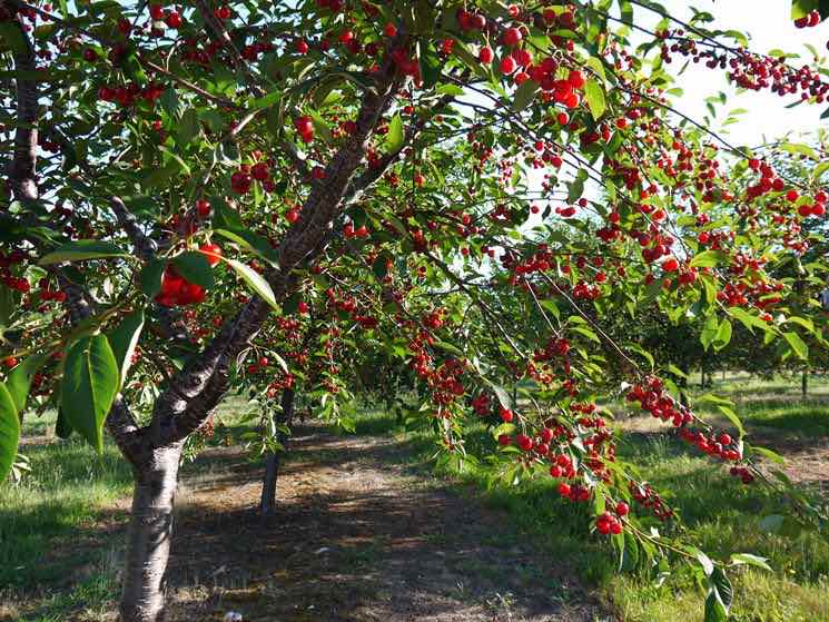 Cade dall'albero a Paglieta mentre raccoglie le ciliegie: grave un uomo