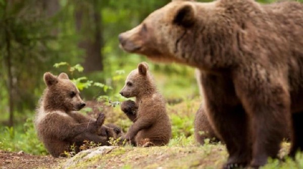 Abruzzo. Turisti rincorrono mamma orsa con i cuccioli, che si disperdono. Il Parco: 'Ora basta!'