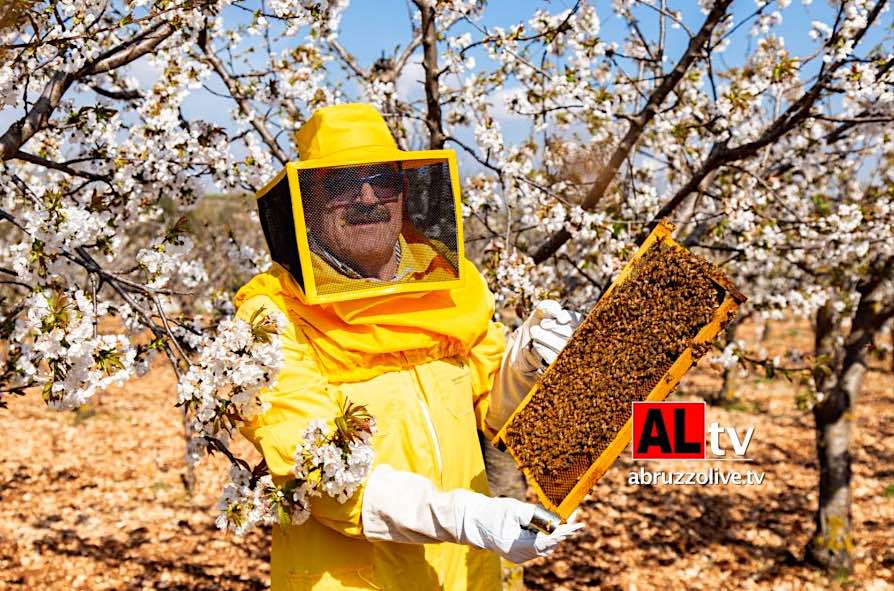 L'apicoltura Finocchio di Tornareccio fa incetta di premi internazionali a Londra e a Montalcino