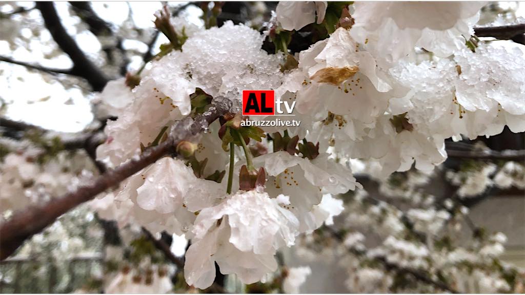 Che tempo fa. Abruzzo. Primavera sotto la neve... Gelo nelle tende allestite per Coronavirus