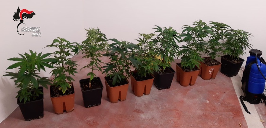 Lanciano. Due mini serre riscaldate in casa per coltivare marijuana: denunciato