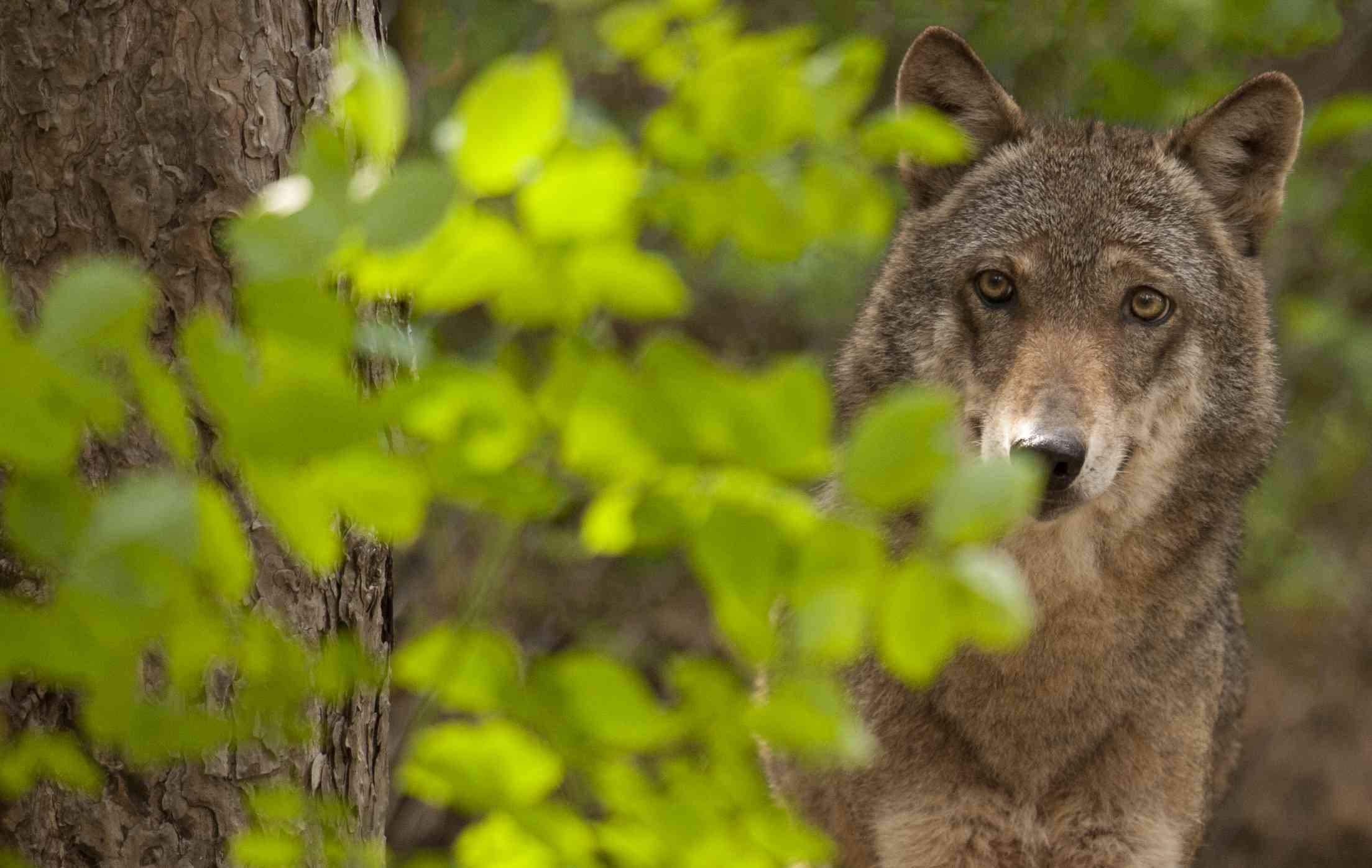 Natura. Parco nazionale Abruzzo: 'Turisti pazzi per l'orso e il lupo'