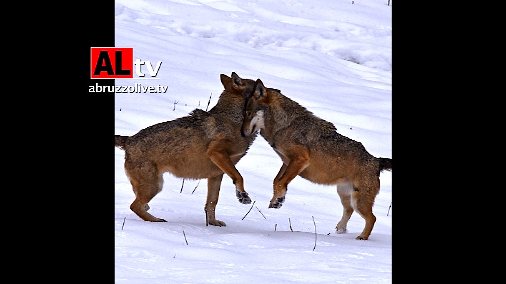 Tredici aggressioni di lupi su cani a Pescasseroli e Opi. Parco nazionale Abruzzo mobilitato