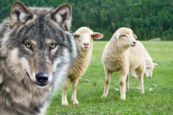 Villa Santa Maria. Nuovi attacchi di lupi ad allevamento: uccisi ovini e due cani