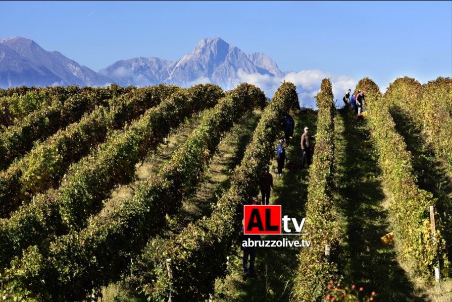 Scoppia la guerra del vino: il Montepulciano d’Abruzzo braccato... dal decreto Etichettatura