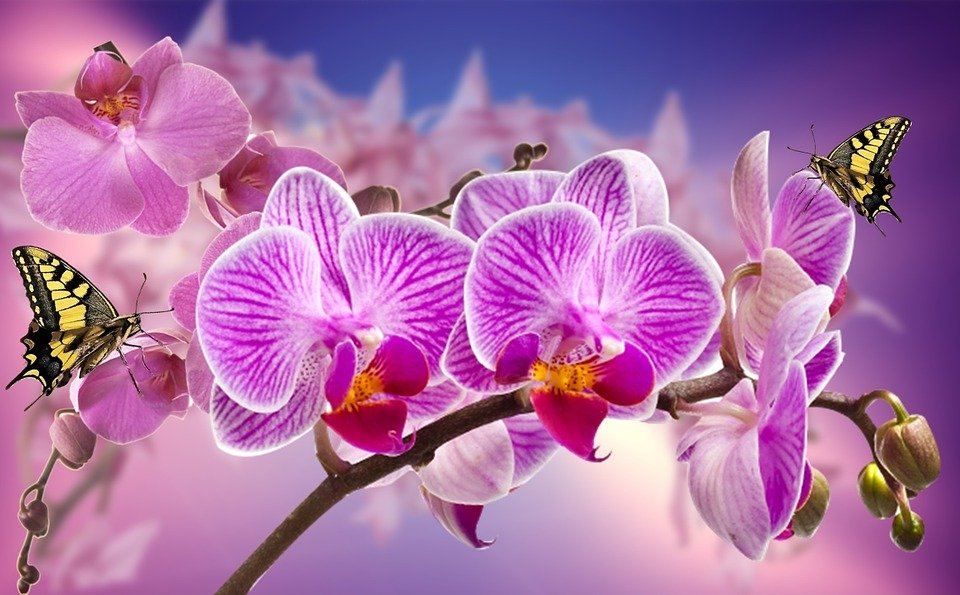 Atessa, dalla multinazionale Valagro prodotto innovativo per le orchidee