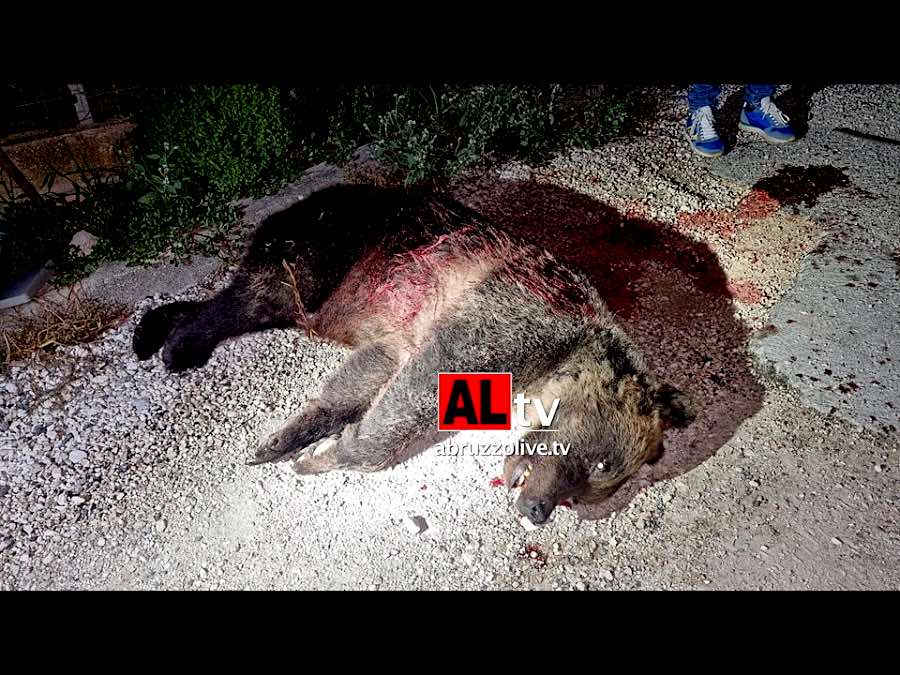 L'orsa Amarena uccisa a fucilate a San Benedetto dei Marsi. Era simbolo del Parco nazionale d'Abruzzo