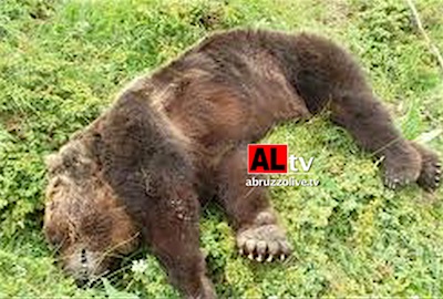 Abruzzo. Condannato per aver ucciso orso a fucilate. 'Sentenza storica'