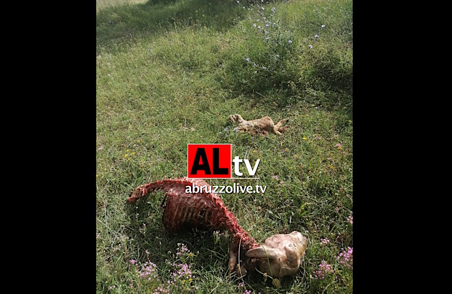 Strage di pecore a Villa Santa Maria: lupi attaccano, sbranano e dimezzano gregge 