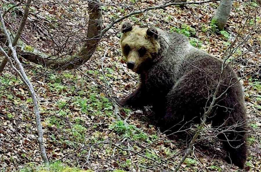 Palena. L'orsa Peppina catturata e rimessa in libertà dopo applicazione radiocollare