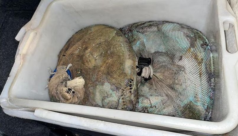 Pesca illegale: sequestrati tra Ortona e San Vito 70 chili di polpi. Multe per granchi pelosi