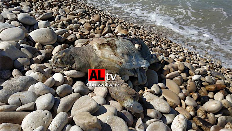 Tartaruga morta sulla spiaggia di Torino di Sangro. Uccisa da eliche di imbarcazioni