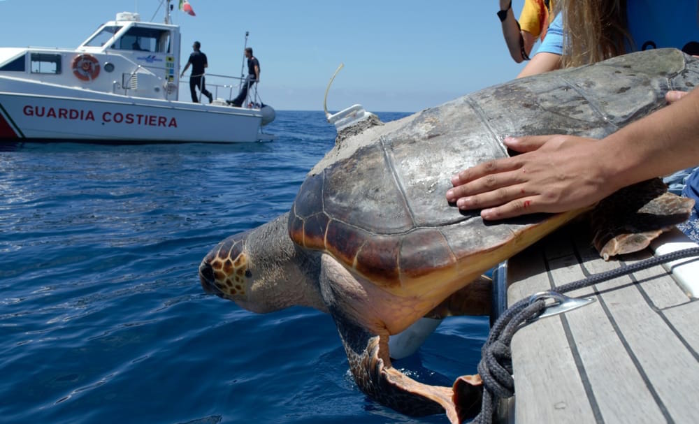 Pescara. Tornano in mare le tartarughe salvate dai pescatori