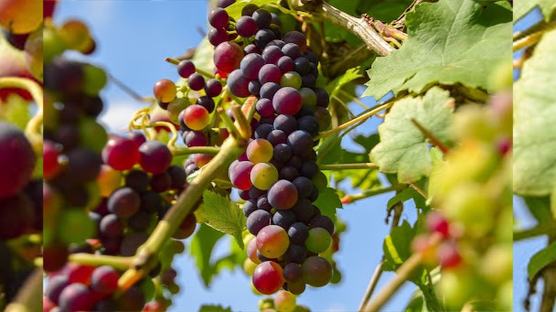Coronavirus. Abruzzo. Crolla il settore vitivinicolo. Cantine in difficoltà con stop export e chiusura locali