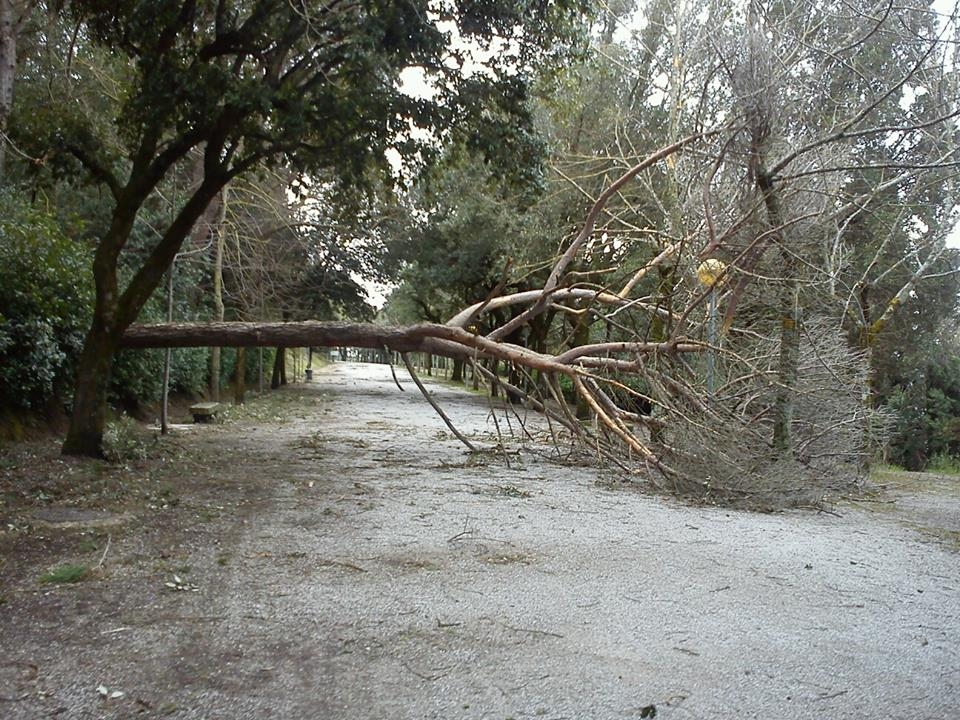 Maltempo. Il vento sferza l'Abruzzo: alberi caduti, tetti scoperchiati e strade chiuse