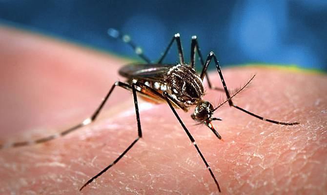 A Teramo un caso di Dengue: rara malattia trasmessa da zanzare. Donna infettata a Cuba
